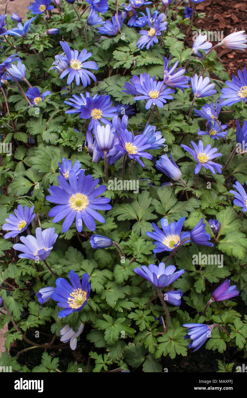 Anemone blanda 'Blue' in flower early Spring. Clump forming spreading perennial. Ideal for naturalizing in Woodland, Rock gardens. Stock Photo