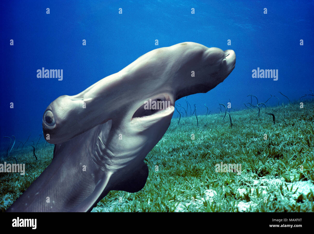 Hammerhead shark juvenile hires stock photography and images Alamy