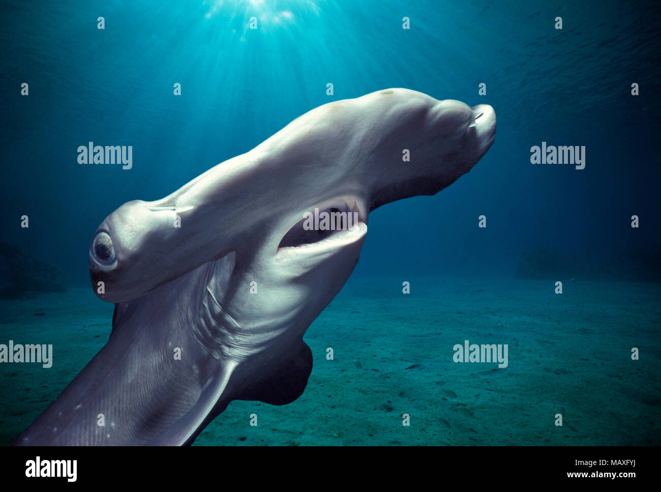 Head and gills of Juvenile Scalloped Hammerhead Shark (Sphyrna Lewini