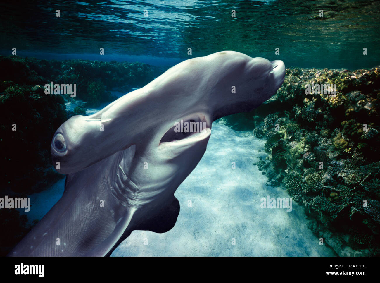 Head and gills of Juvenile Scalloped Hammerhead Shark (Sphyrna Lewini