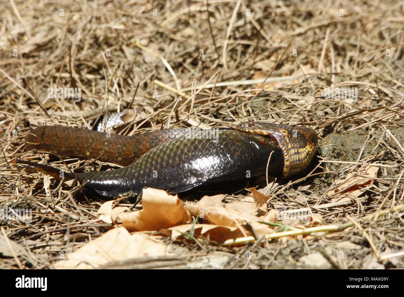 Snake eating a fish Stock Photo Alamy