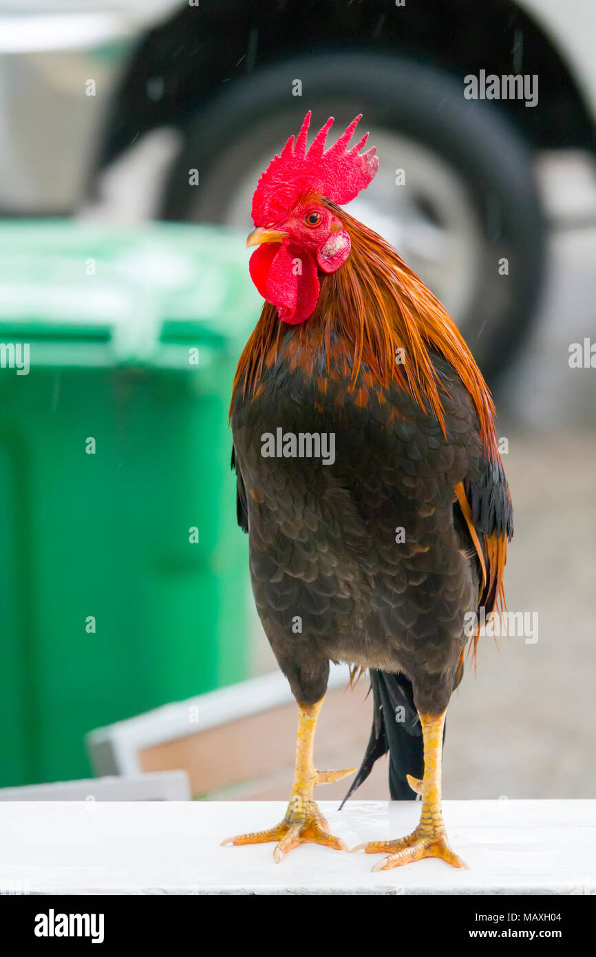 Key West Florida rooster chicken iconic mascot of the city Stock Photo