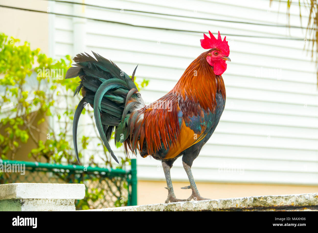 Key West Florida rooster chicken iconic mascot of the city Stock Photo