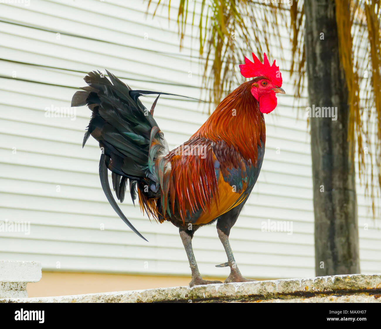 Key West Florida rooster chicken iconic mascot of the city Stock Photo