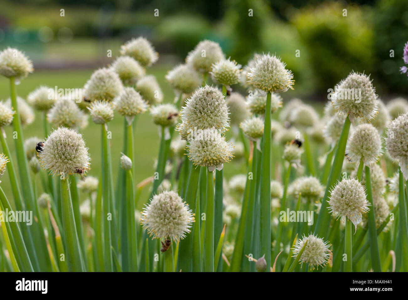 TÌNH YÊU CÂY CỎ ĐV 8 - Page 90 Japanese-bunching-onion-piplk-allium-fistulosum-MAXH41