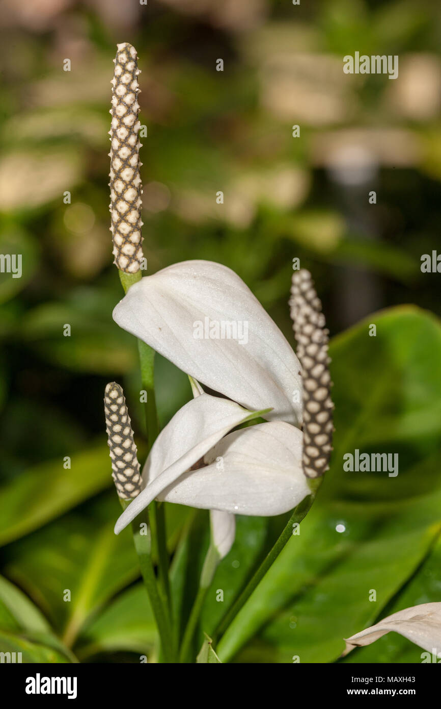 Peace Lily, Liten fredskalla (Spathiphyllum floribundum) Stock Photo