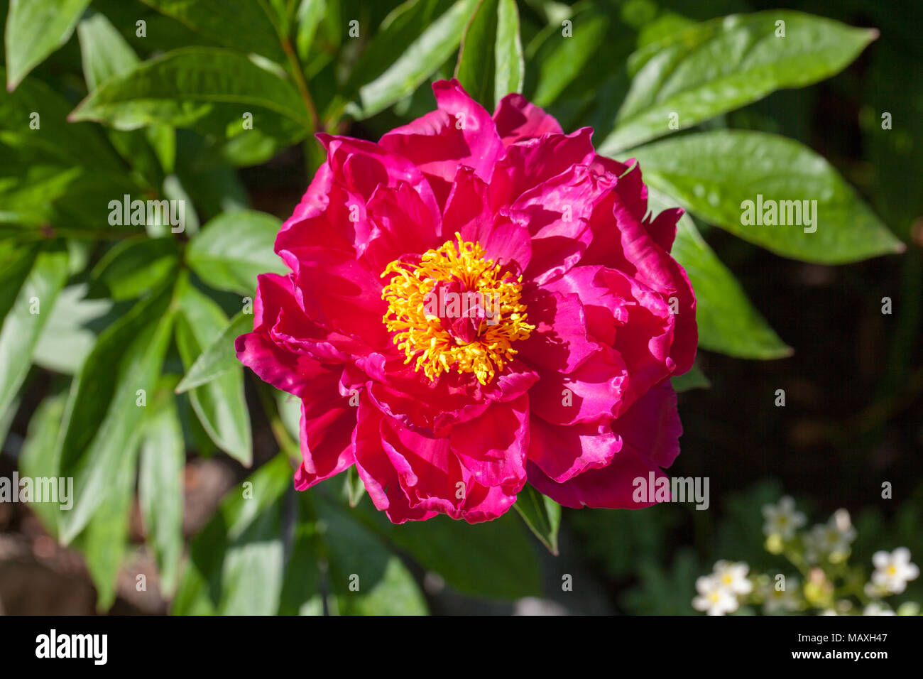 'Karl Rosenfield' Common garden peony, Luktpion (Paeonia lactiflora) Stock Photo