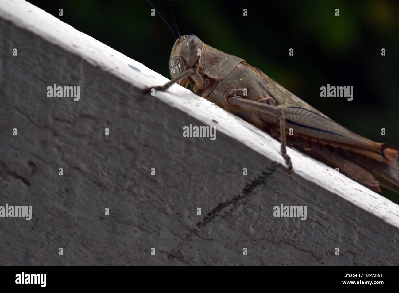 australian giant grasshopper, Valanga irregularis Stock Photo