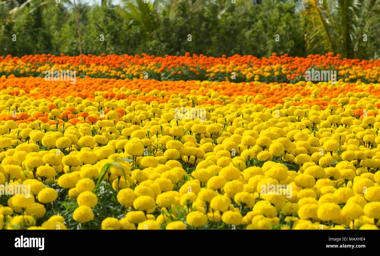 Flower plantation at spring in Mekong Delta, Vietnam. Stock Photo