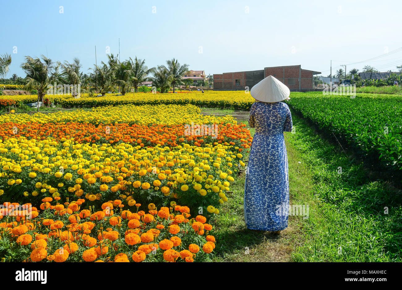 A Vietnamese woman in traditional dress (Ao Dai) standing at flower ...