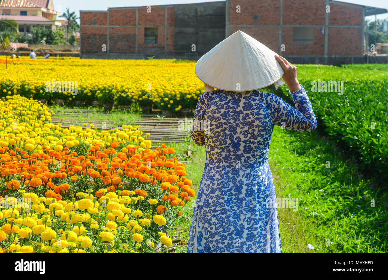 A Vietnamese Woman In Traditional Dress (ao Dai) Standing At Flower 