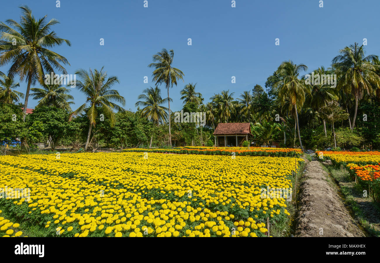 Flower plantation at sunny day in Mekong Delta, Vietnam. Stock Photo