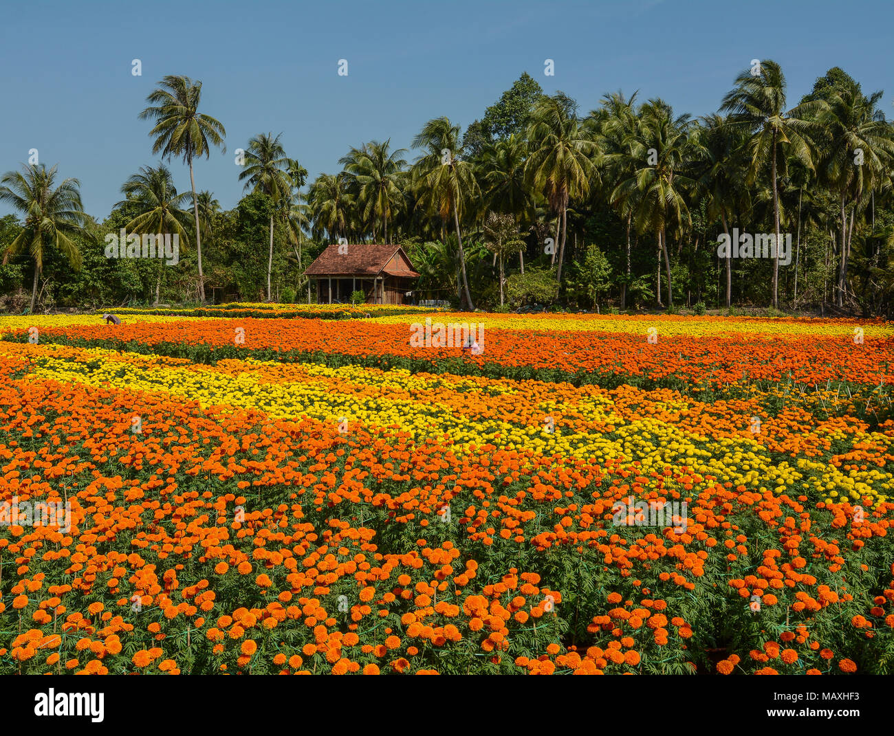 Flower fields at sunny day in Mekong Delta, Vietnam. Stock Photo