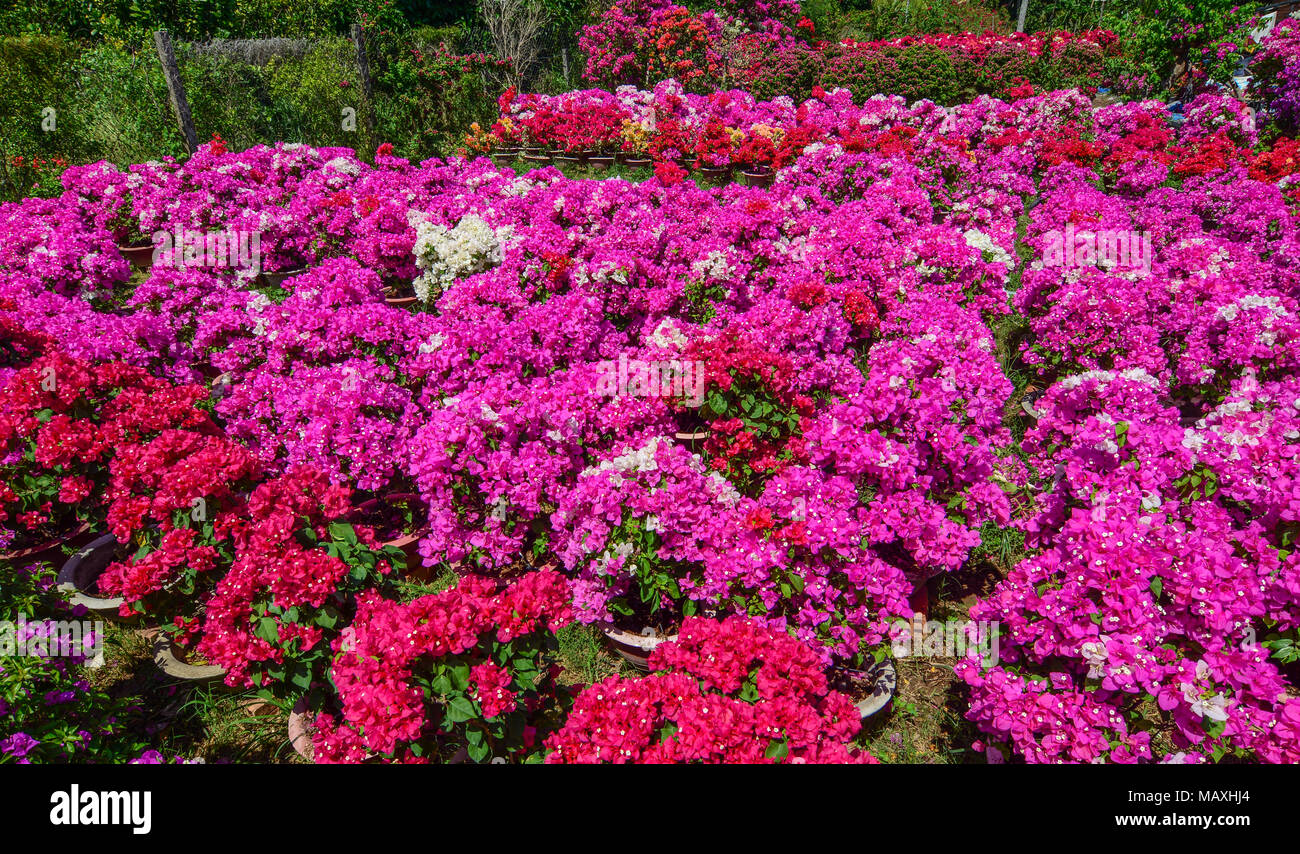 Bougainvillea flower plantation at spring time in Mekong Delta, Vietnam. Stock Photo