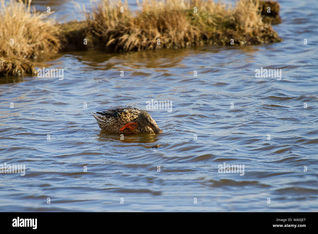 Duck and reeds hi-res stock photography and images - Alamy
