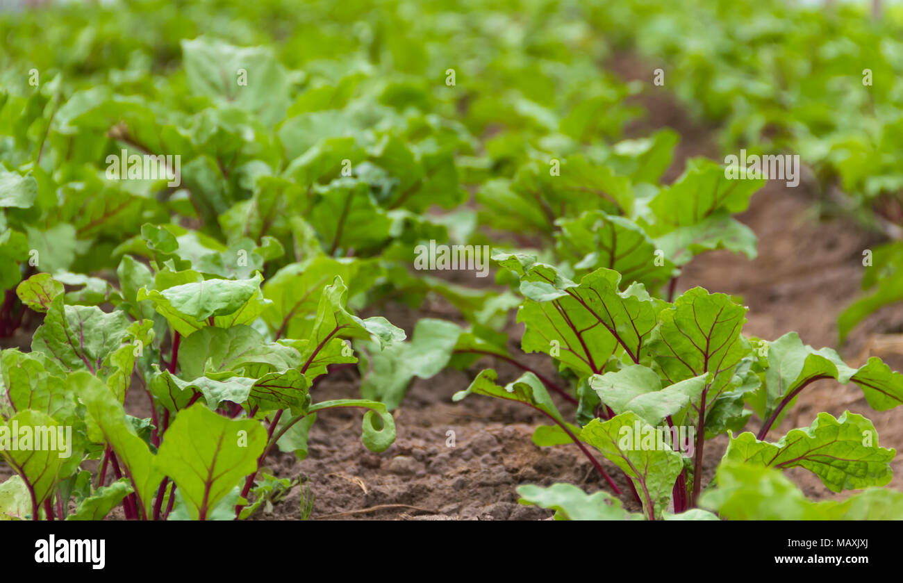 beet planting in the organic garden greenhouse Stock Photo Alamy