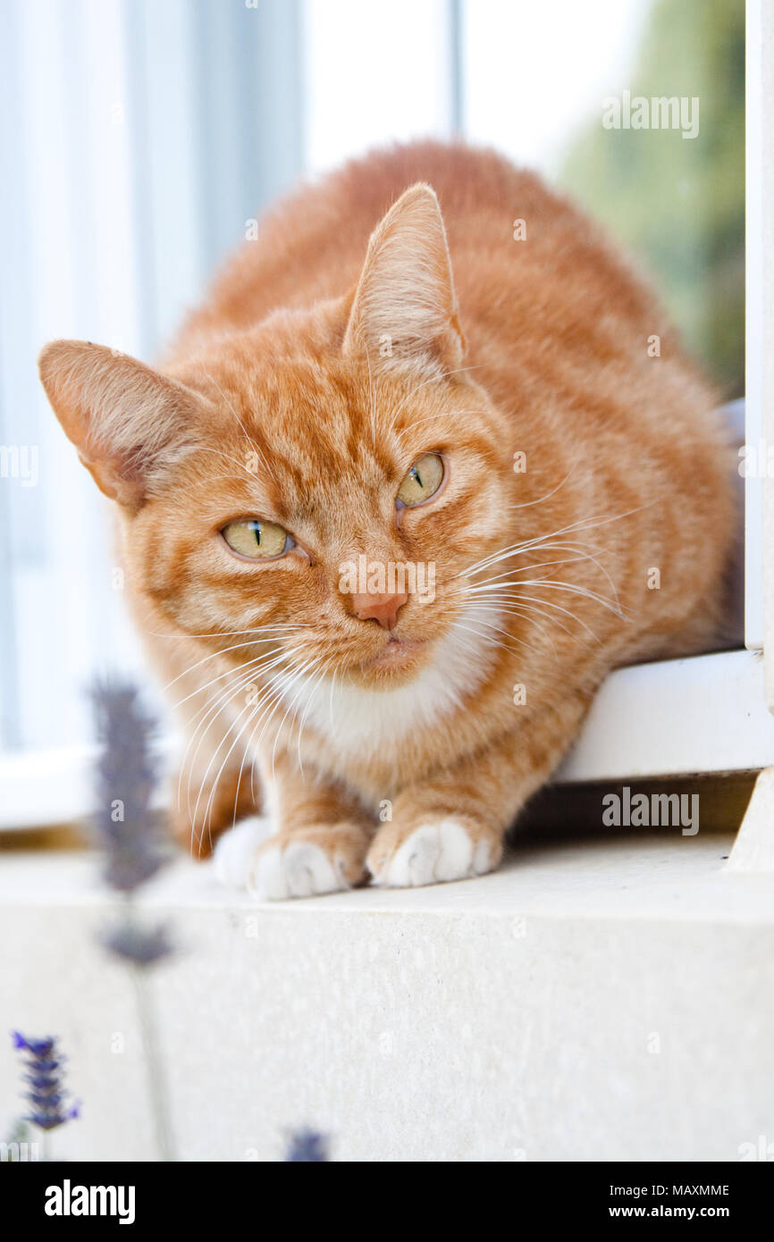A Pet Ginger Cat Perched On A Windowsill With Lavender Flowers In The Foreground And A Window Behind Stock Photo Alamy