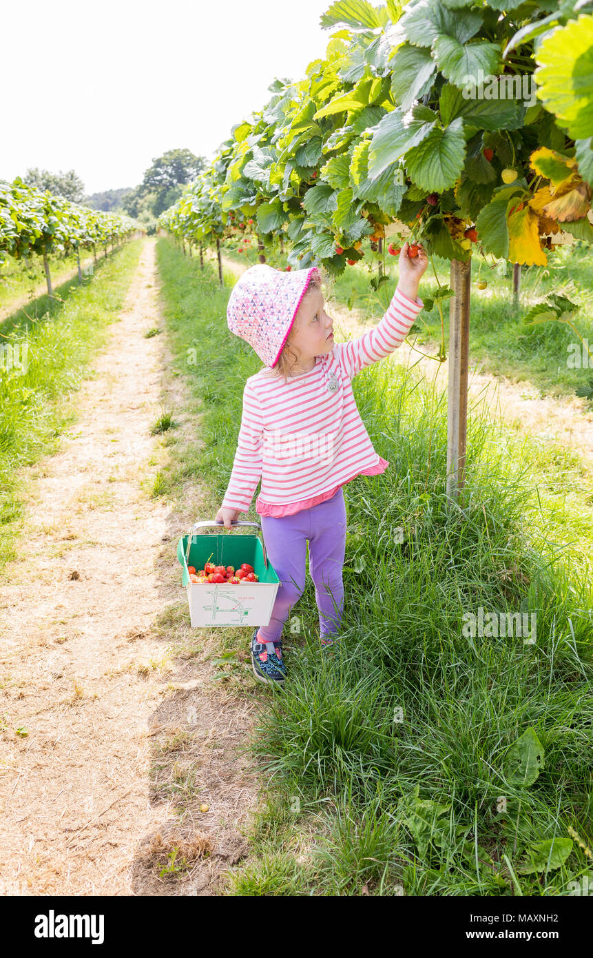Three year old child picking strawberries at Parkside Farm Pick Your Own, Enfield, London, UK Stock Photo