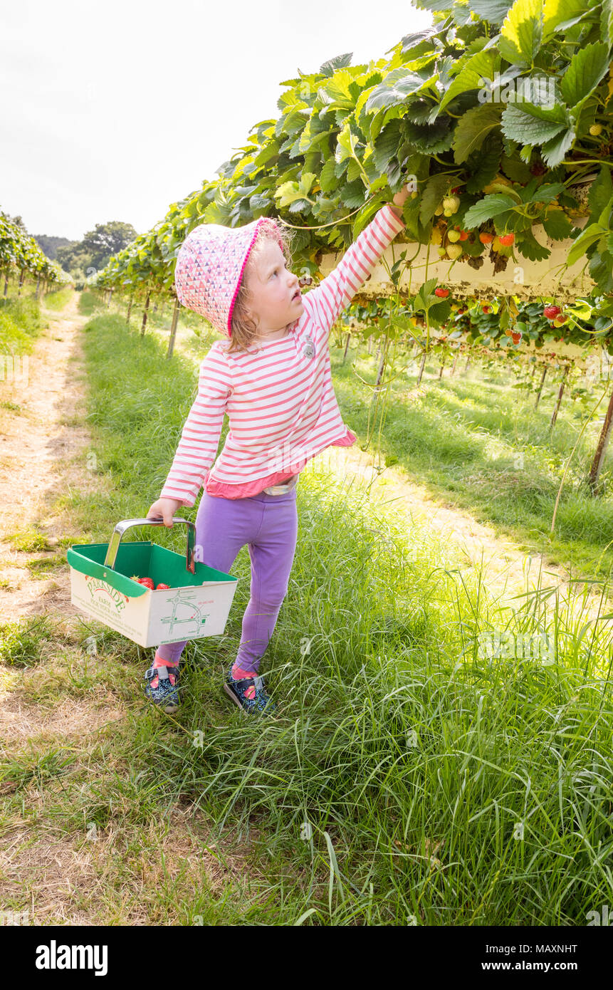 Three year old child picking strawberries at Parkside Farm Pick Your Own, Enfield, London, UK Stock Photo