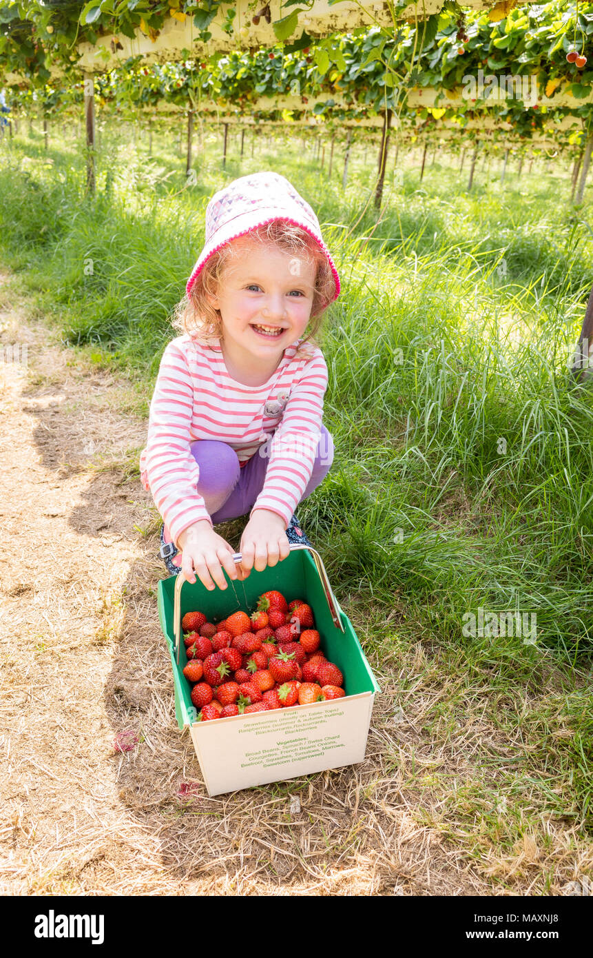 Three year old child picking strawberries at Parkside Farm Pick Your Own, Enfield, London, UK Stock Photo