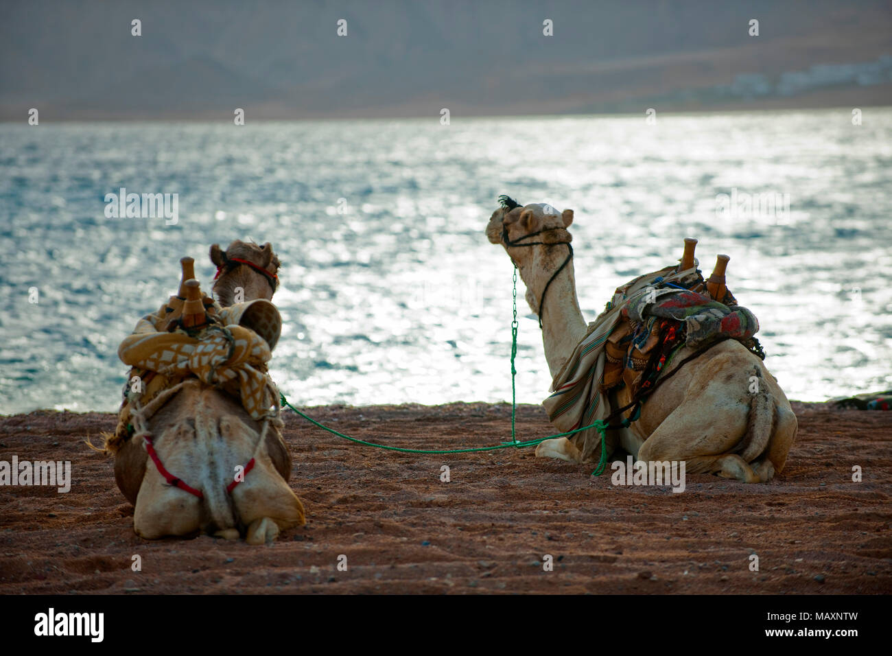 Egypt, Sinai Peninsula, Dahab Stock Photo