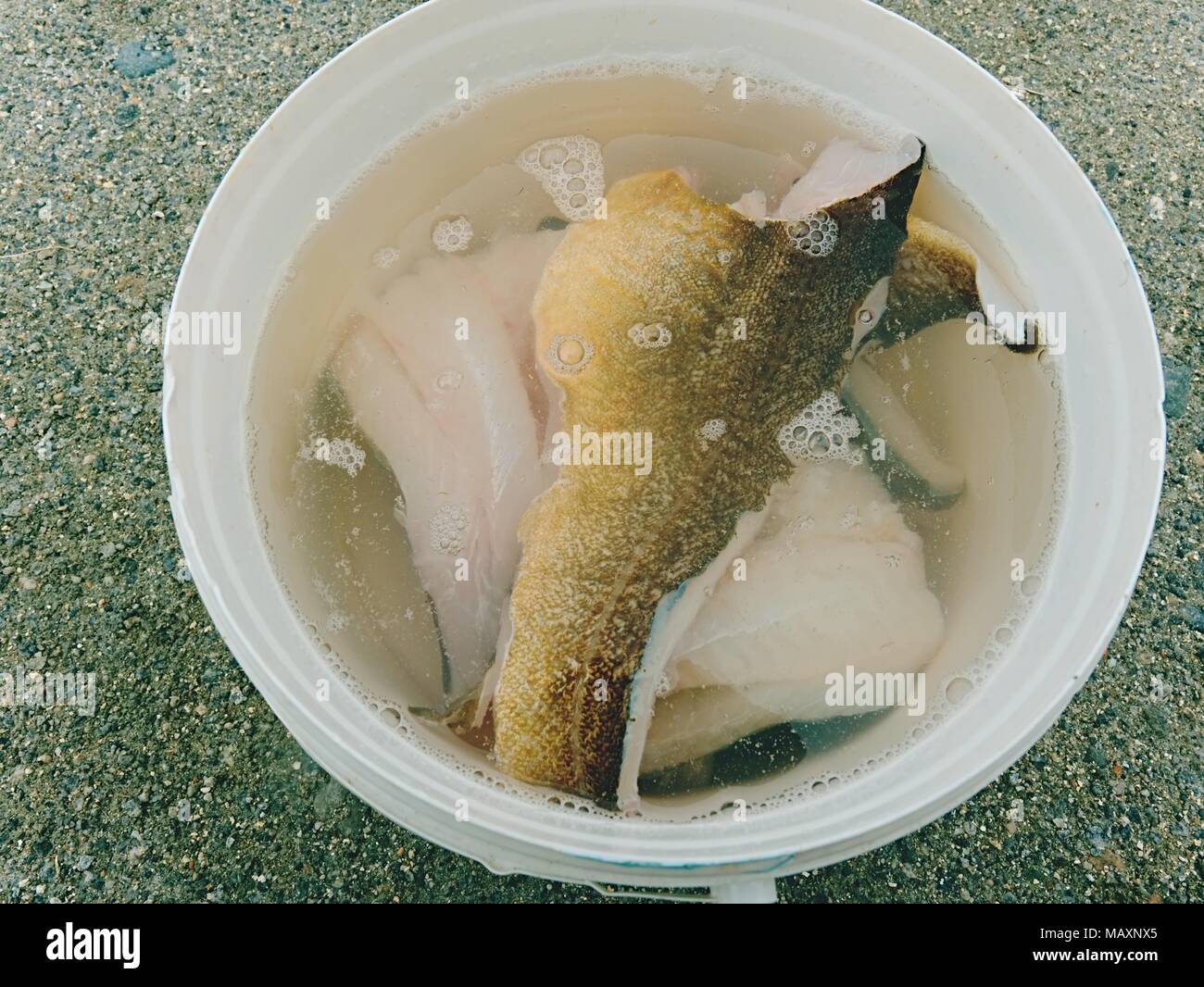 Fresh fish fillets in salt water. Raw cod fish steaks in plastic bucket