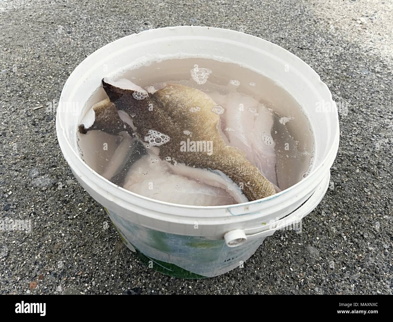 Fresh fish fillets in salt water. Raw cod fish steaks in plastic bucket