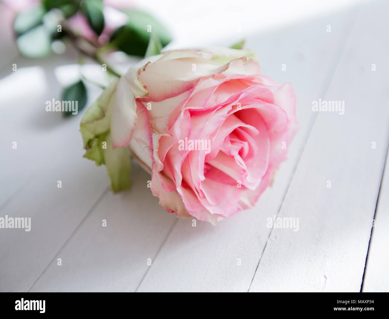 Beautiful rose flower on white wooden background, romantic and ...