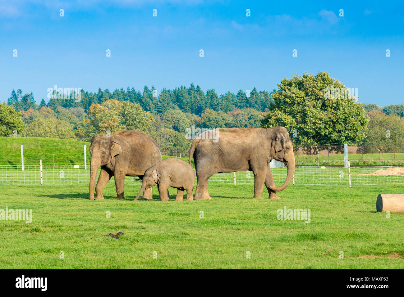 Elephants at Whipsnade Zoo, UK Stock Photo