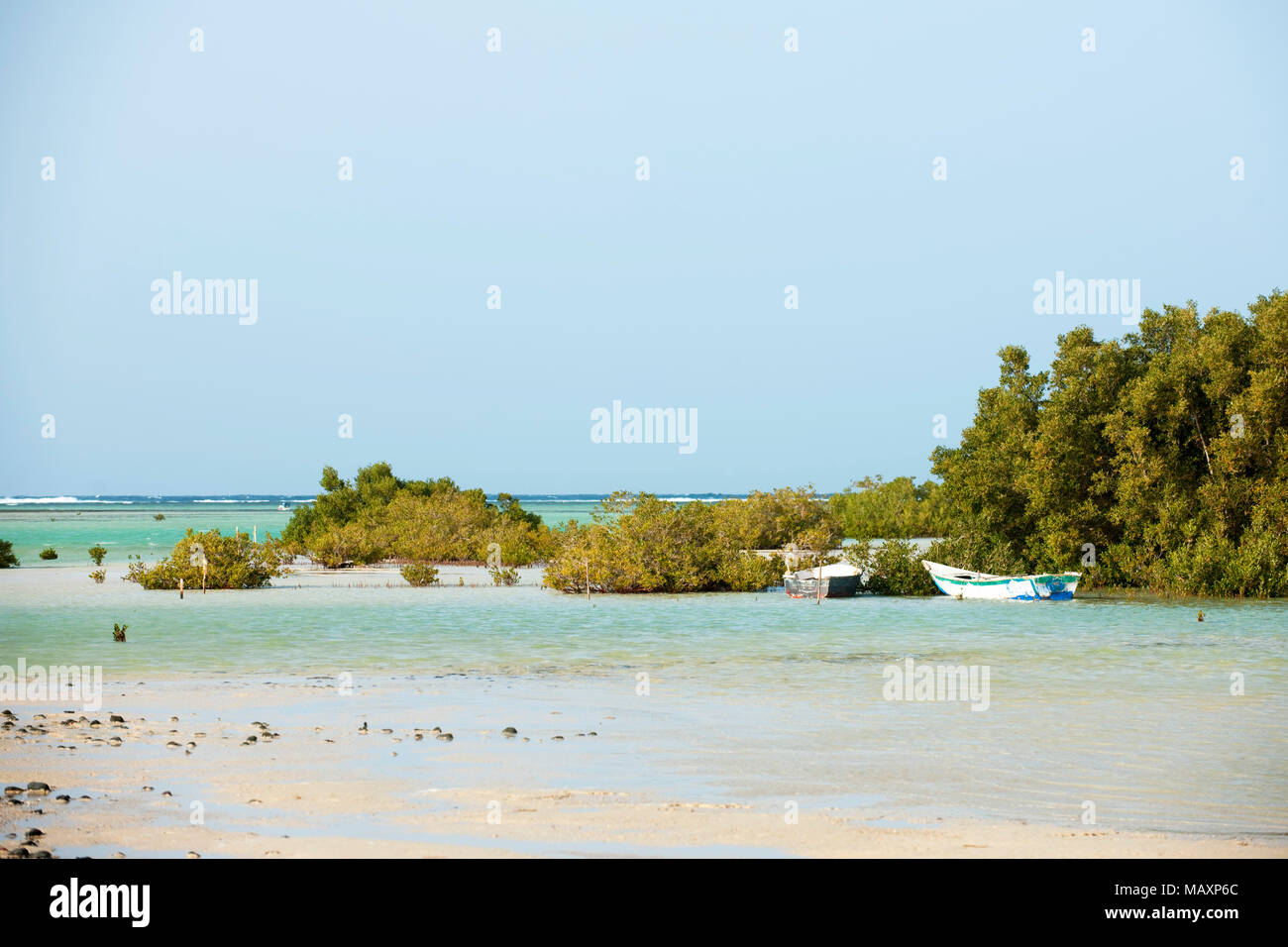 Egypt, Sinai, Sharm El Sheikh, Nabq National Reserve, Mangrove Forest Stock Photo