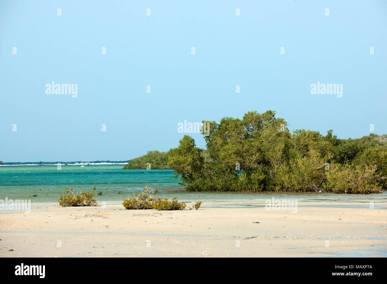 Egypt, Sinai, Sharm El Sheikh, Nabq National Reserve, Mangrove Forest Stock Photo