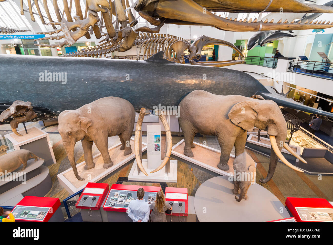 Models of mammals in the Natural History Museum, London, UK Stock Photo -  Alamy