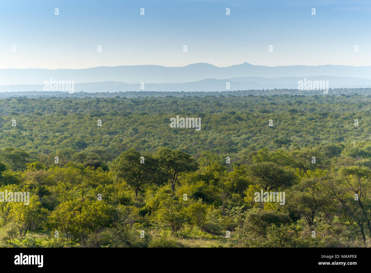 Kruger National Park, Mpumalanga, South Africa Stock Photo