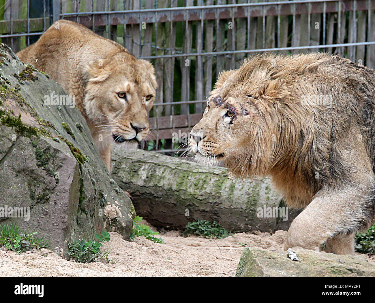 Lion Colonge Zoo cologne lion hi-res stock photography and images - Alamy