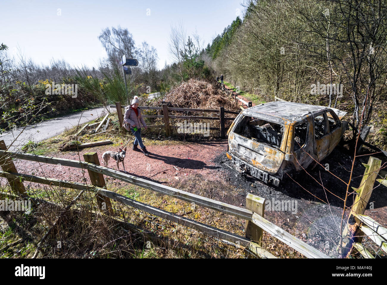 Sherwood Forest, Nottinghamshire, England, UK. 5th. April, 2018.  Burnt out vehicle blocking a woodland path for a walker and her dog on a warm and sunny Spring day. Alan Beastall/ Alamy Live News Stock Photo