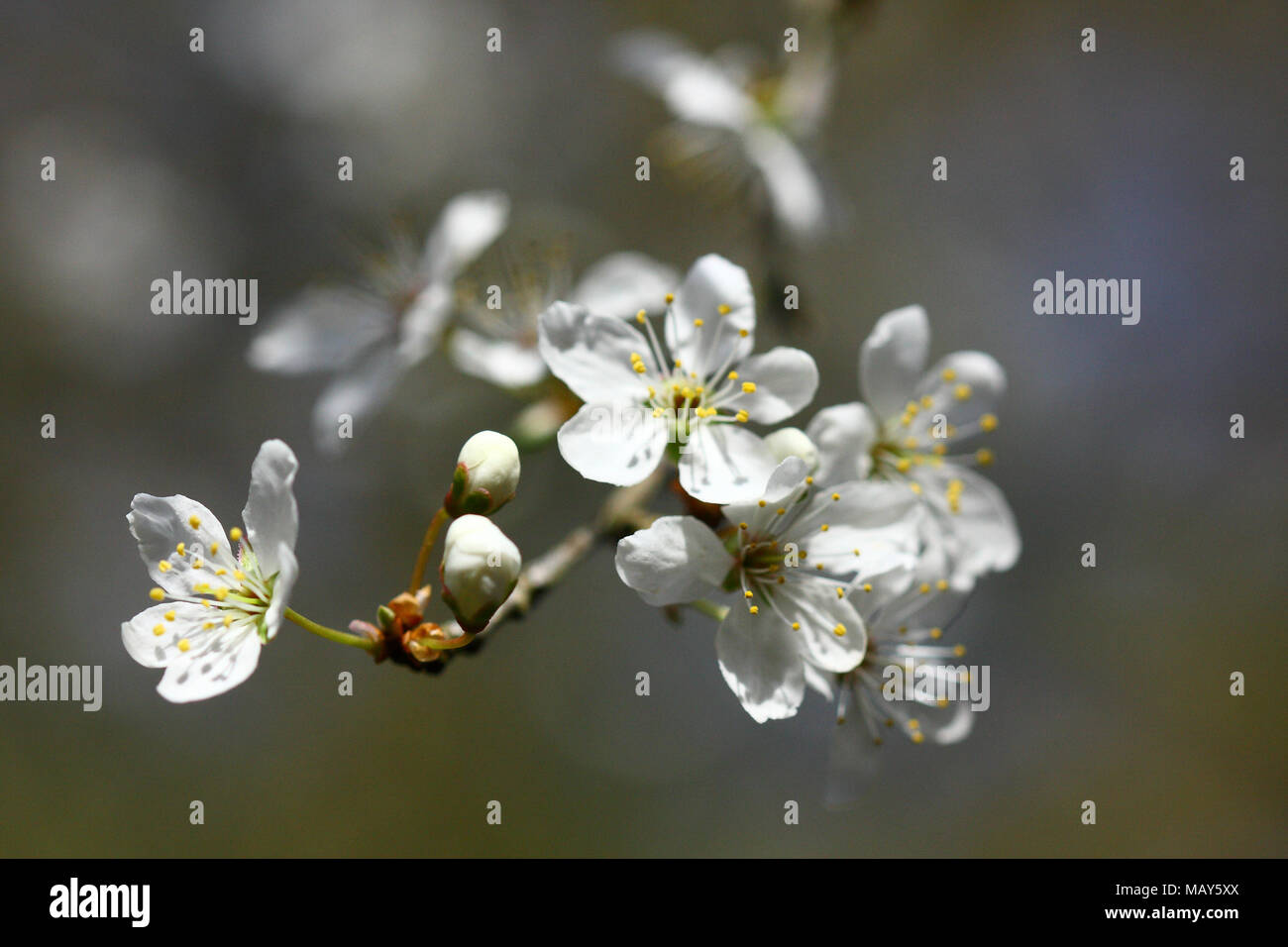 Leeds, UK. 5th April 2018. UK Weather: A warm sunny day at Golden Acre Park, Leeds, West Yorkshire. The blossom was just beginning to come out. Credit: Victoria Gardner/Alamy Live News Stock Photo