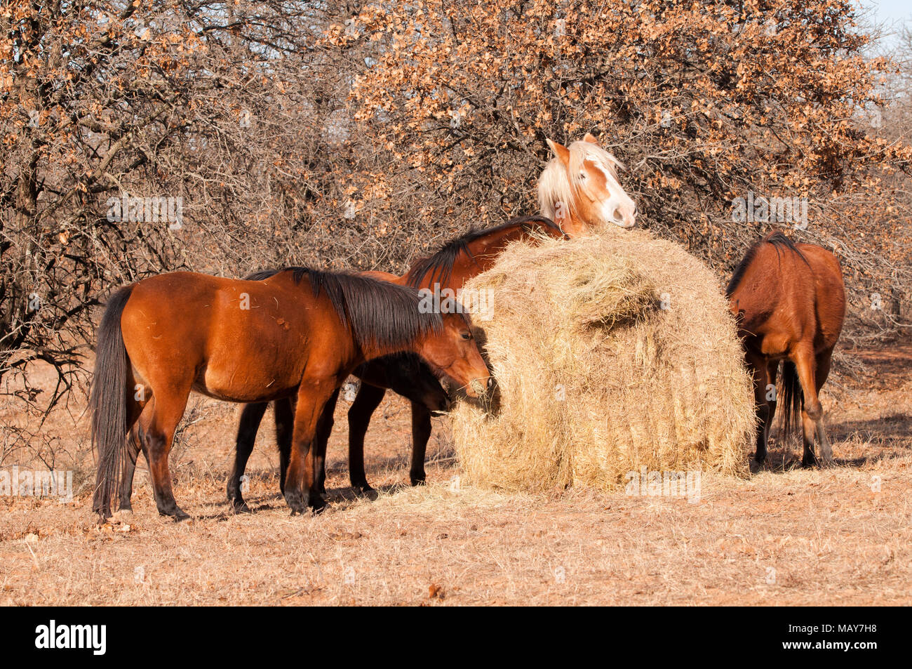 Five horses eating hay off of a large round bale in winter Stock Photo