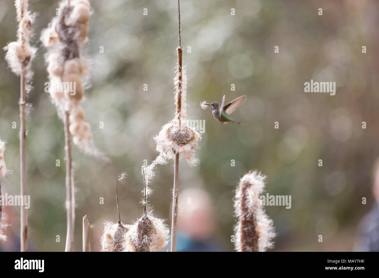 anna's hummingbird gathering nest material at BC Canada Stock Photo