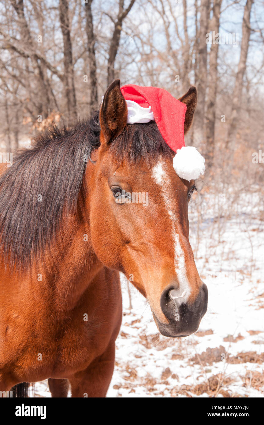 Horse wearing hat funny hires stock photography and images Alamy