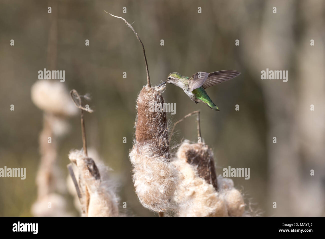 anna's hummingbird gathering nest material at BC Canada Stock Photo
