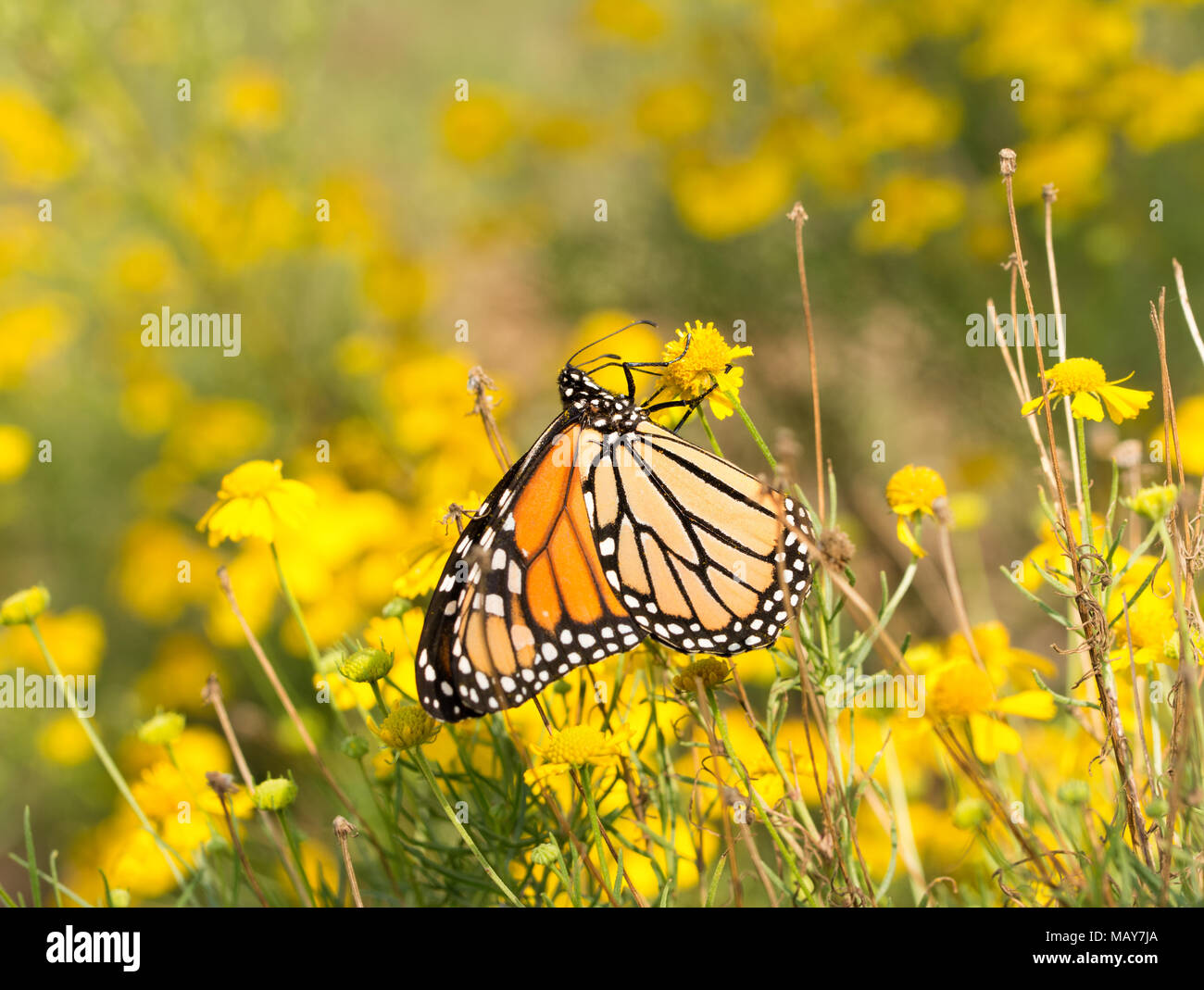 Female Monarch butterfly feeding on a yellow Sneezeweed flower to get energy for her migration in fall Stock Photo