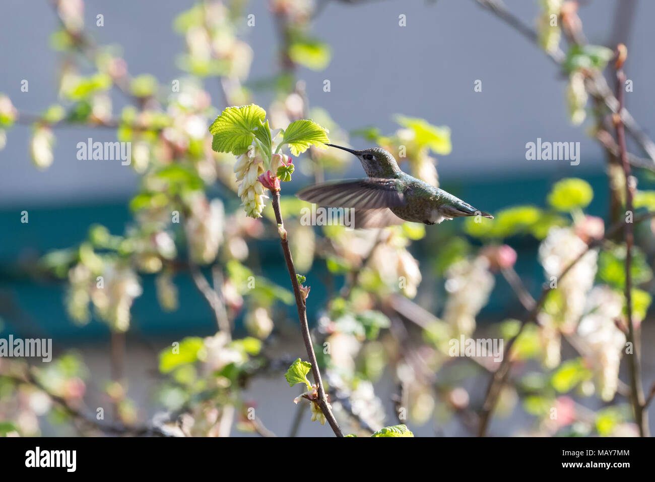 Anna's Hummingbird In Flight With Flowers at BC Canada Stock Photo