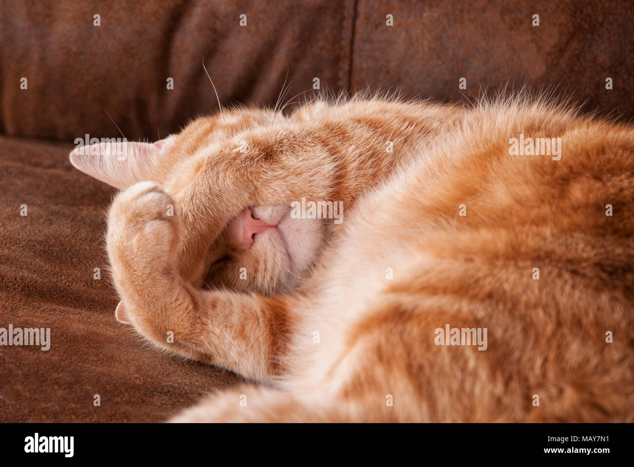 Ginger tabby cat asleep, with his paws covering his eyes Stock Photo