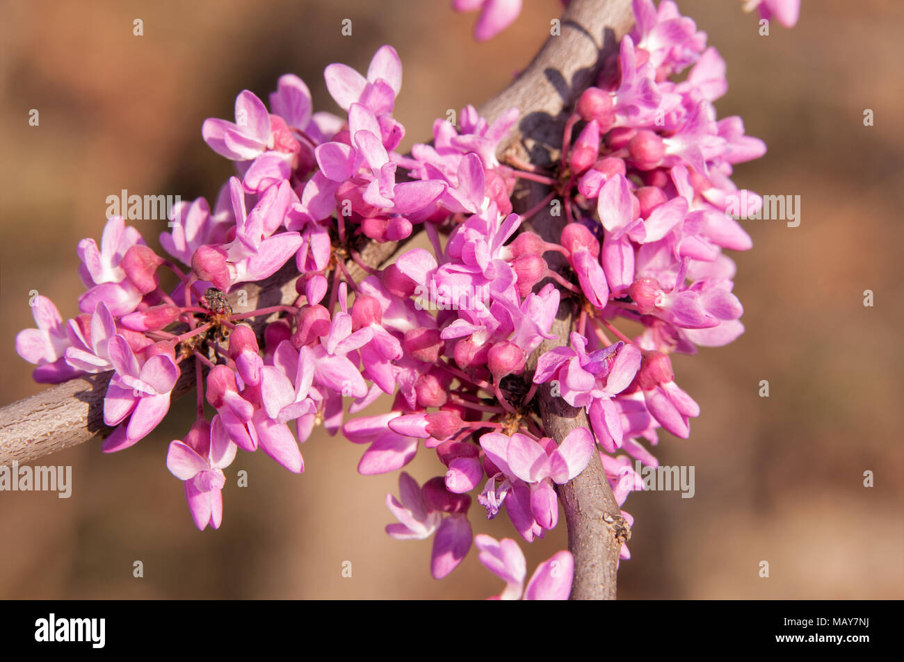 Closeup of pink flower clusters of an Eastern Redbud tree in full bloom Stock Photo Alamy