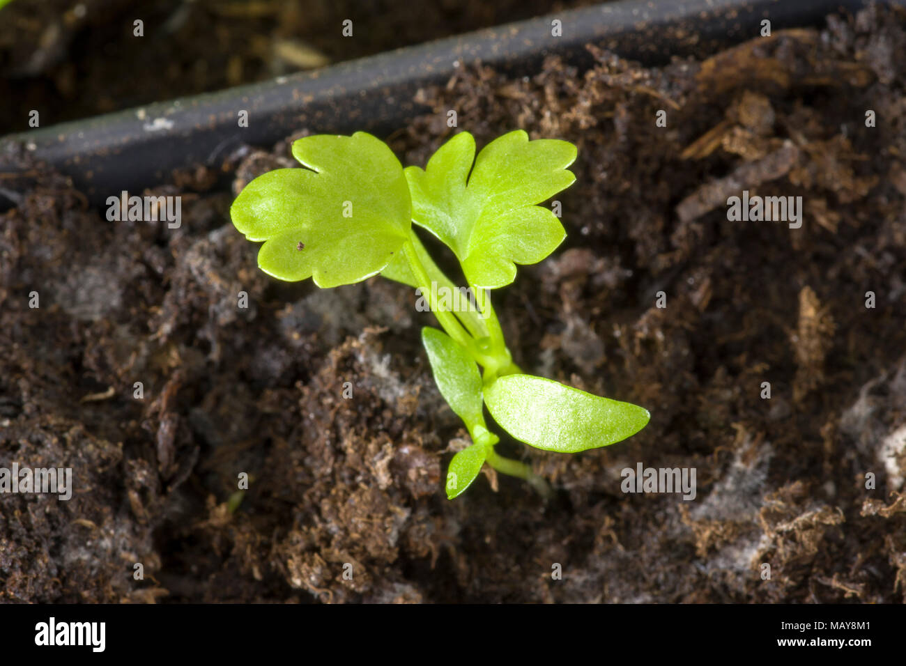 young celery plants being grown indoors for planting in garden Stock Photo