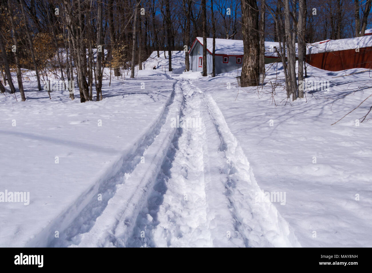Snowmobile Path in the Spring Stock Photo