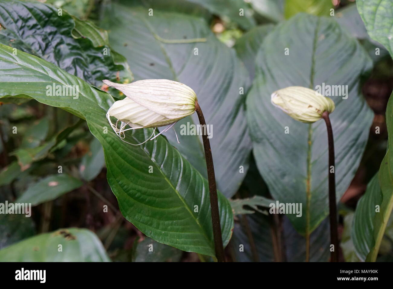 Bloombing buds of the white batflower, Tacca integrifolia, in a tropical jungle. Stock Photo