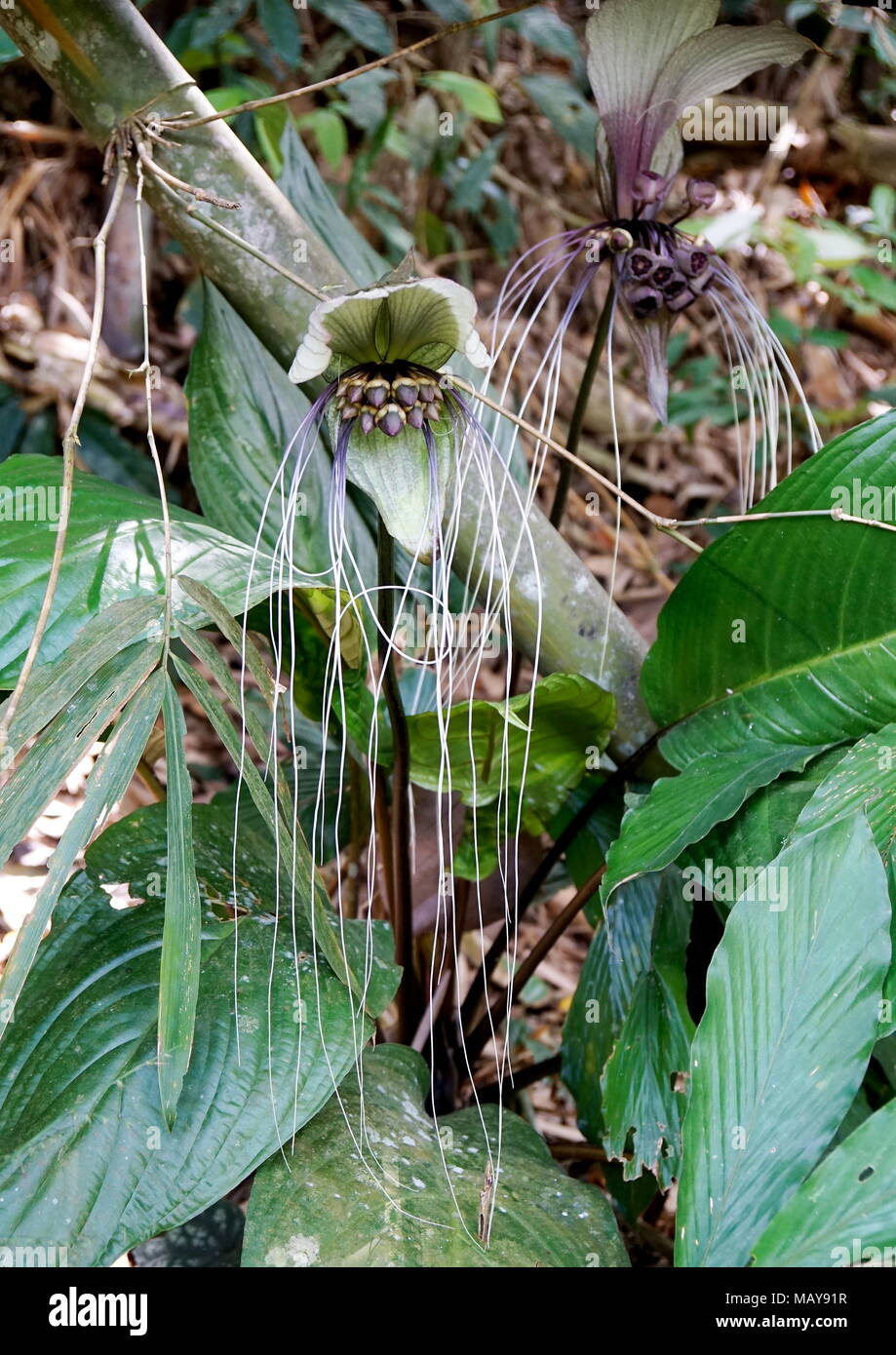 White batflower, Tacca integrifolia, growing in a tropical jungle with all its whiskers intact. Stock Photo