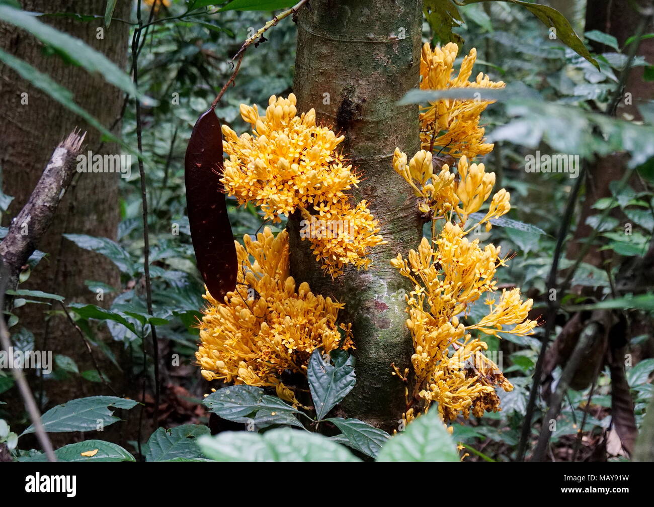 Bunches of yellow saraca, saraca thaipingensis, and its seed growing in a tropical jungle during its flowering season. Stock Photo