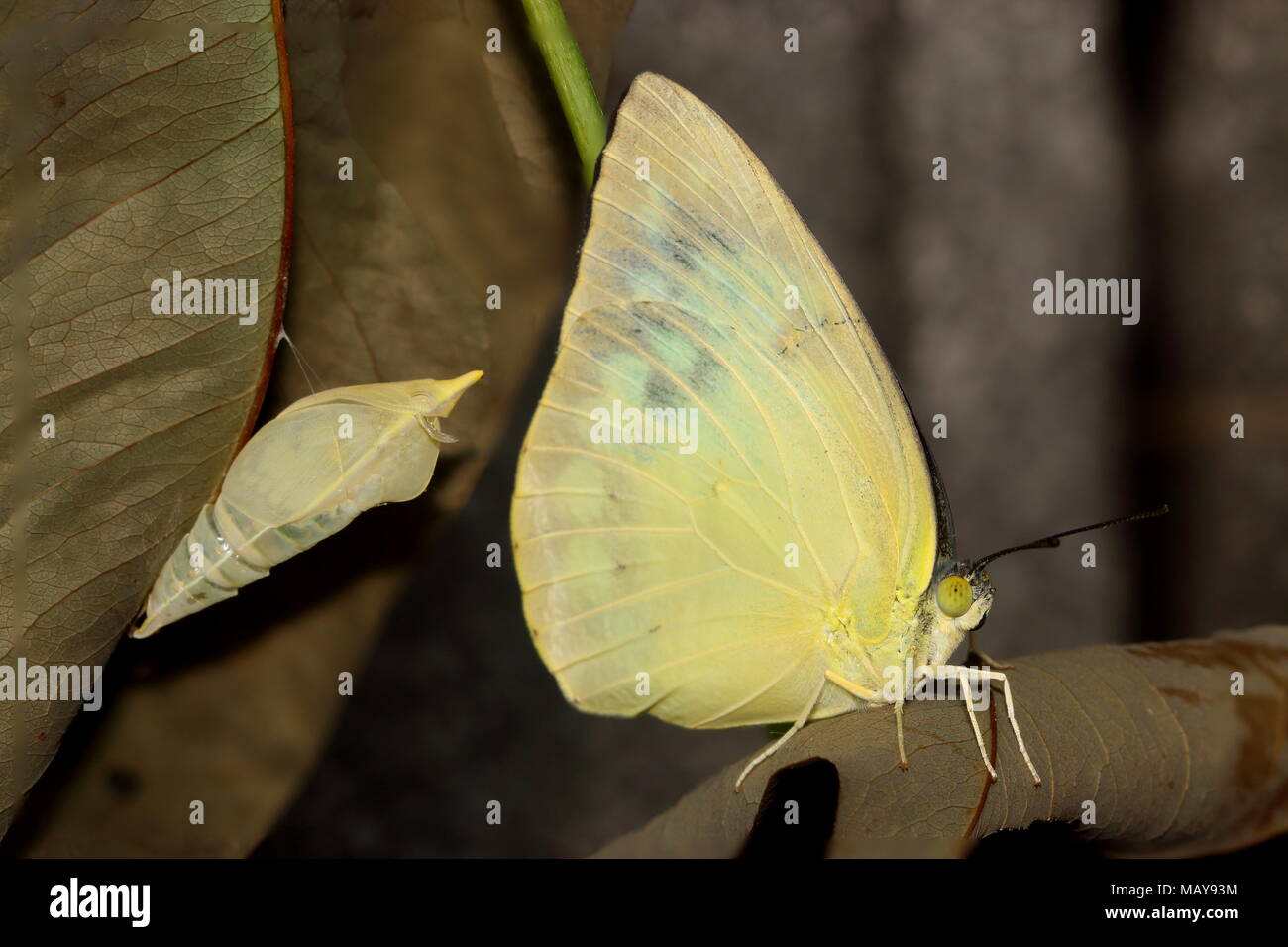 A Common Emigrant or Lemon Emigrant butterfly, Catopsilia pomona, after eclosion, with the pupal case in which it emerged in the background. Stock Photo